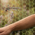 Protect yourself from mosquito bites with Lavender Avenue Summer Sentry - This all natural bug barrier helps keep biting bugs at bay by confusing their olfactory senses, making it harder for them to navigate. 